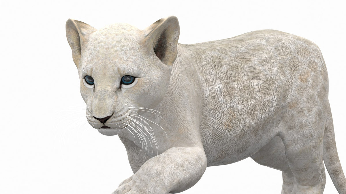 Rigged White Lion Cub 3D Model for Download Close Up View