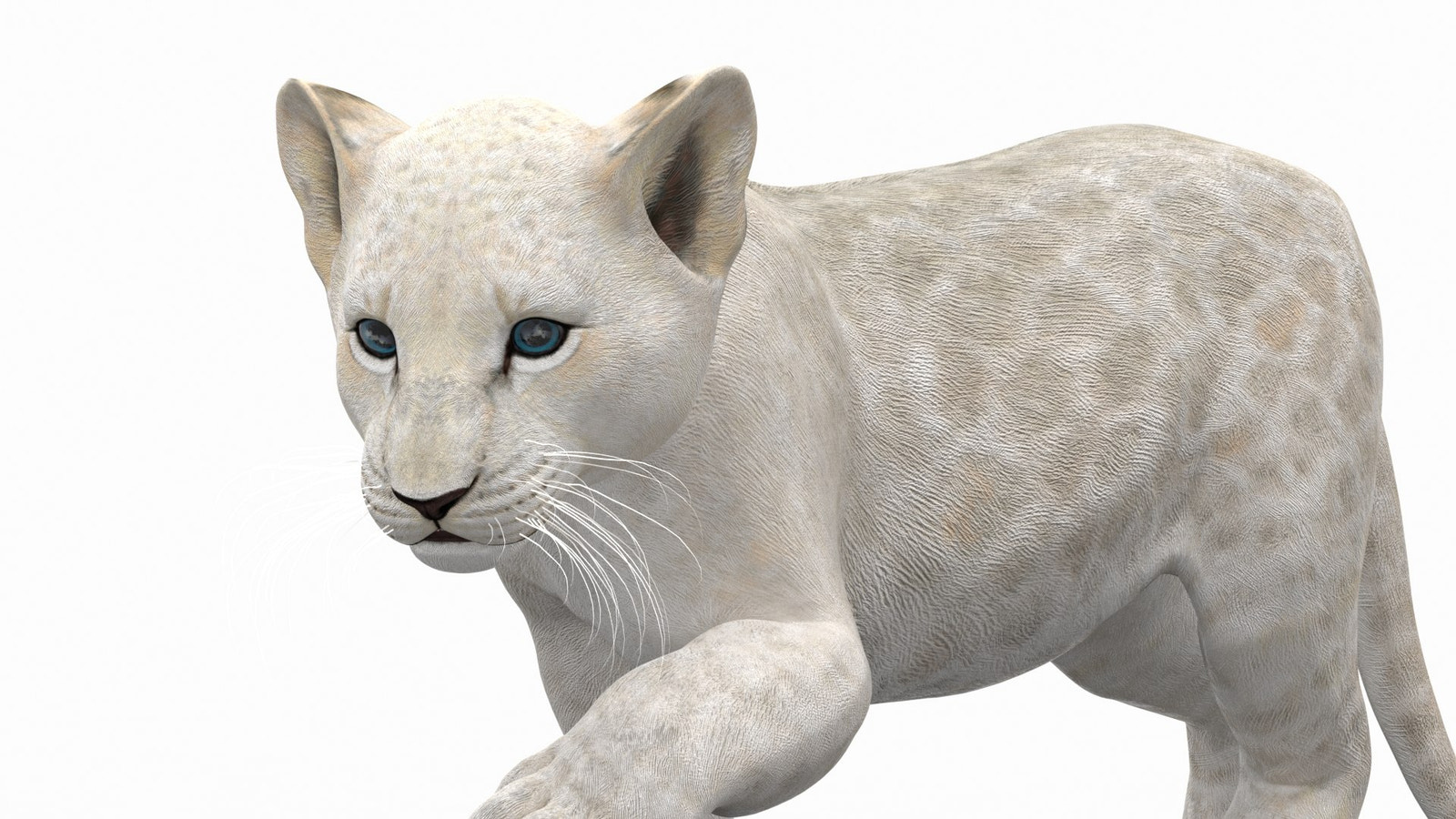 Rigged White Lion Cub 3D Model for Download Close Up View