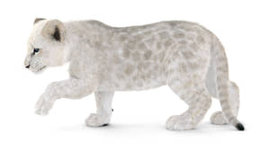 Rigged Lion Cub 3D Model with White Fur Thumbnail