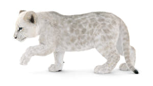 Rigged Lion Cub 3D Model with White Fur Thumbnail