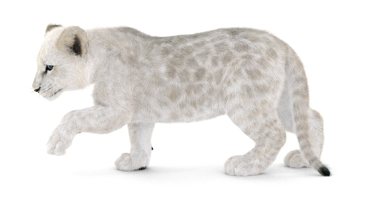 Rigged Lion Cub 3D Model with White Fur
