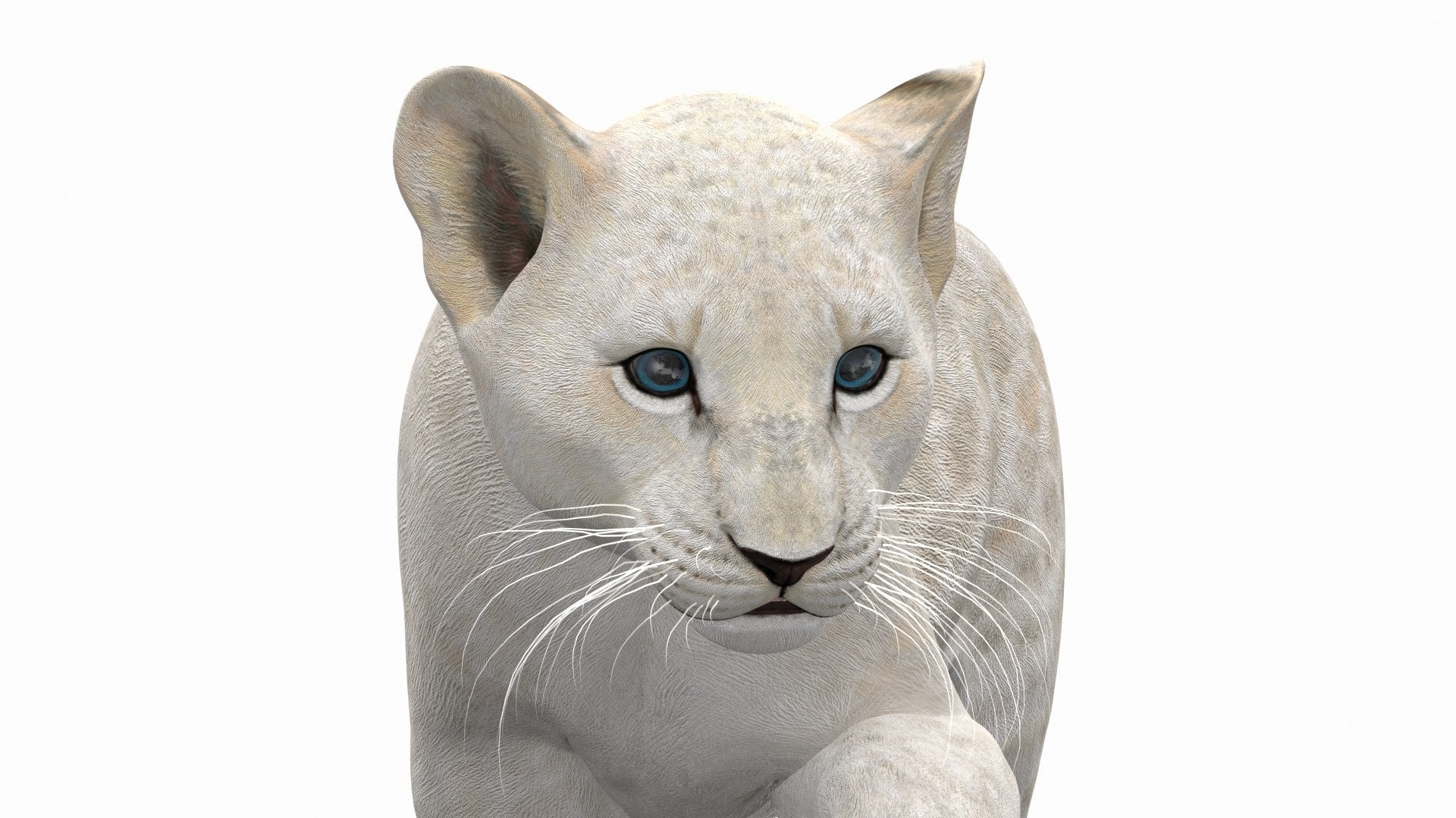 Rigged White Lion Cub 3D Model for Download Close Up View