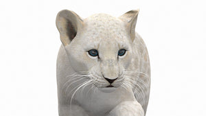 Rigged White Lion Cub 3D Model for Download Close Up View Thumbnail