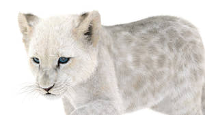 Rigged Lion Cub 3D Model with White Fur Thumbnail
