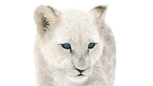 Rigged Lion Cub 3D Model with White Fur Thumbnail