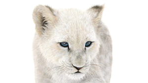 Rigged Lion Cub 3D Model with White Fur Thumbnail