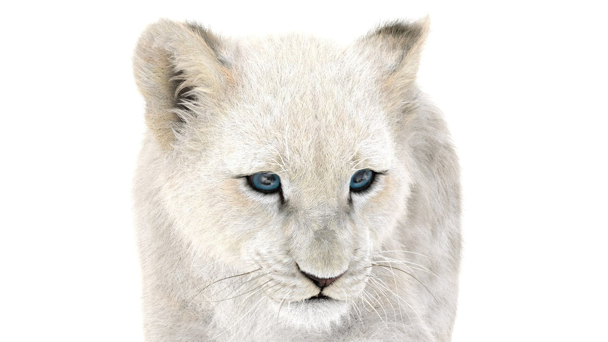 Rigged Lion Cub 3D Model with White Fur