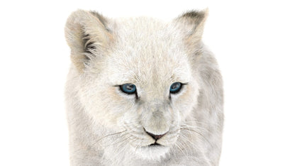 Rigged White Fur Lion Cub 3D Model