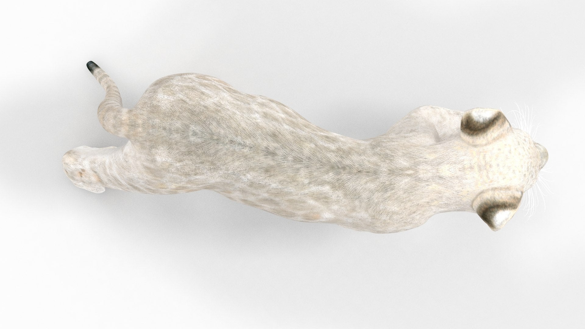 Rigged White Lion Cub 3D Model for Download Top View