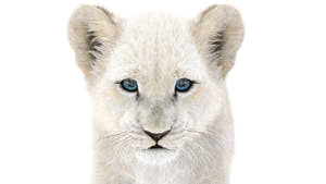 Rigged Lion Cub 3D Model with White Fur Thumbnail