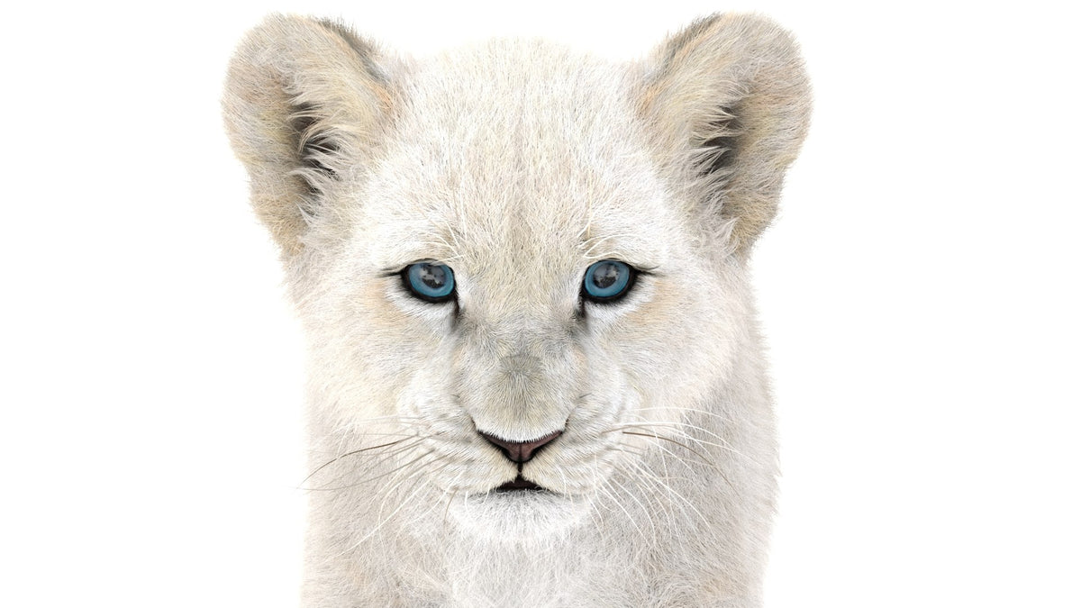 Rigged Lion Cub 3D Model with White Fur