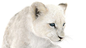 Rigged Lion Cub 3D Model with White Fur Thumbnail