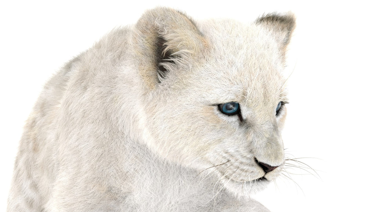 Rigged Lion Cub 3D Model with White Fur