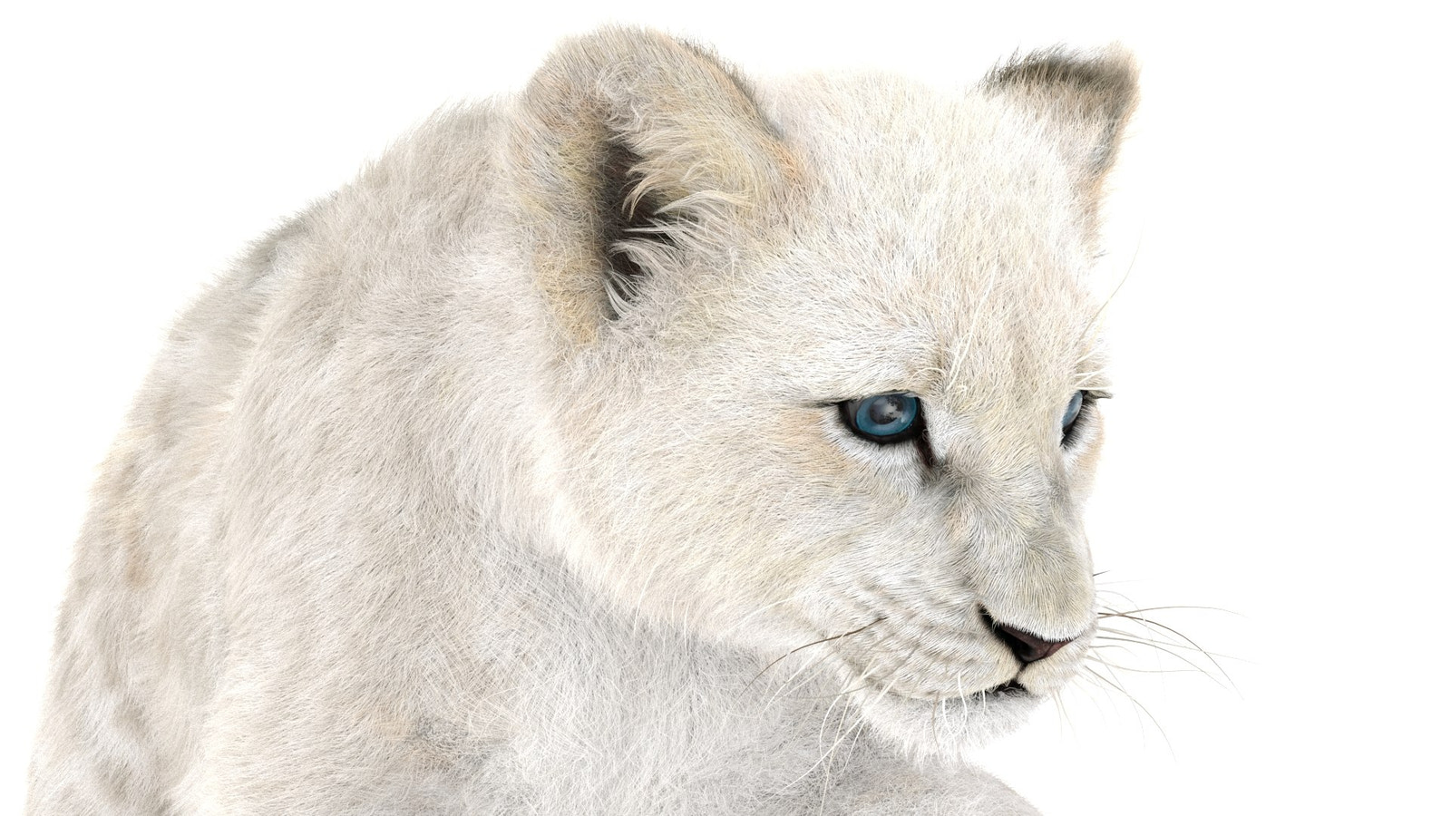 Rigged Lion Cub 3D Model with White Fur