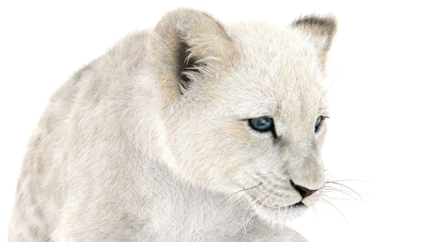 Rigged White Fur Lion Cub 3D Model