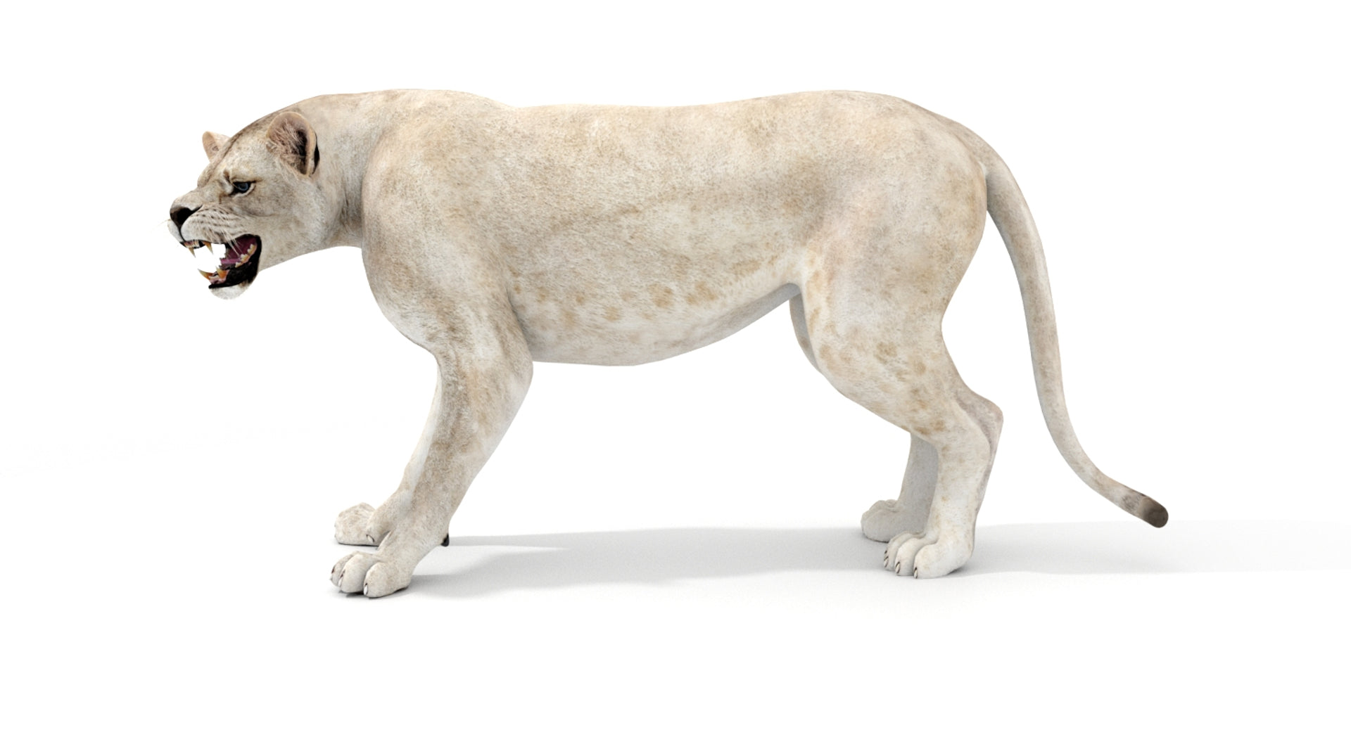 Rigged White Lioness 3D Model - 360 Degree View