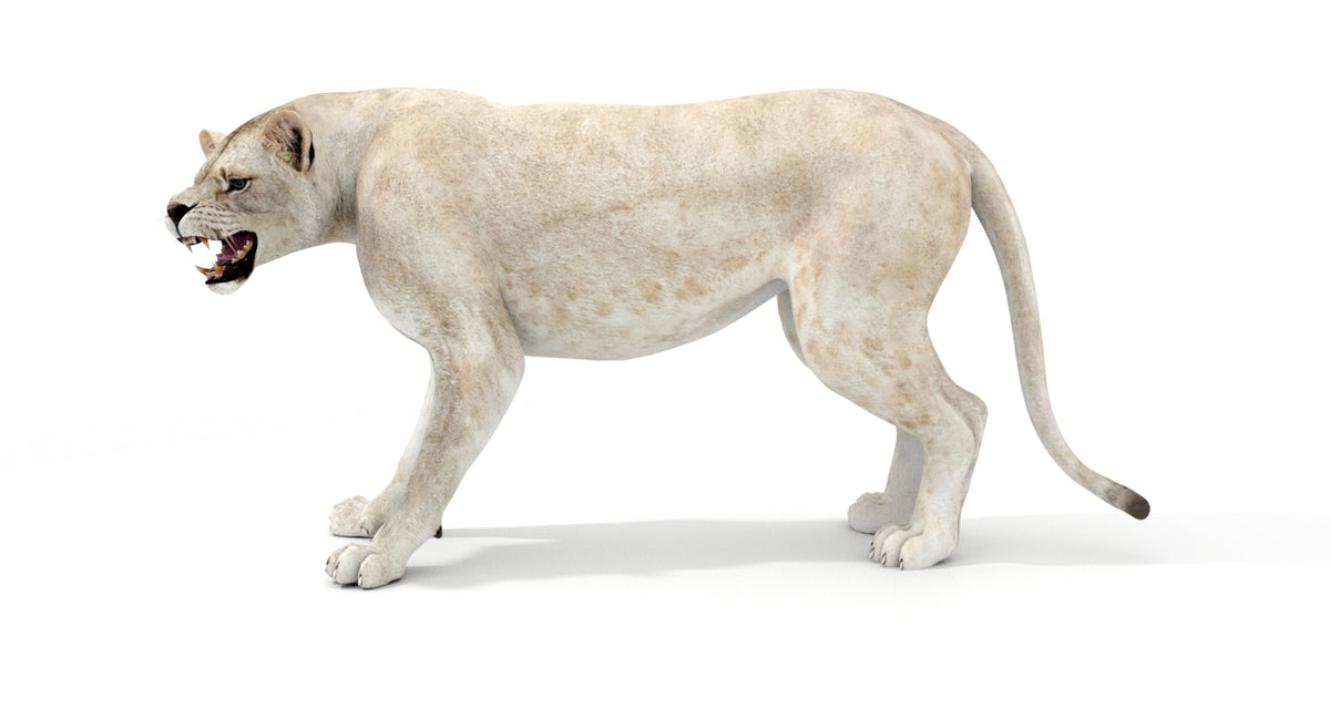 Rigged White Lioness 3D Model - Game-Ready - 360 Degree View