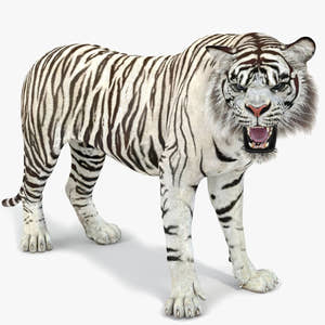 Rigged Sumatran White Tiger 3D Model Thumbnail