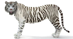 Rigged Sumatran White Tiger 3D Model Thumbnail