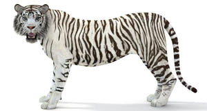 Rigged Sumatran White Tiger 3D Model Thumbnail