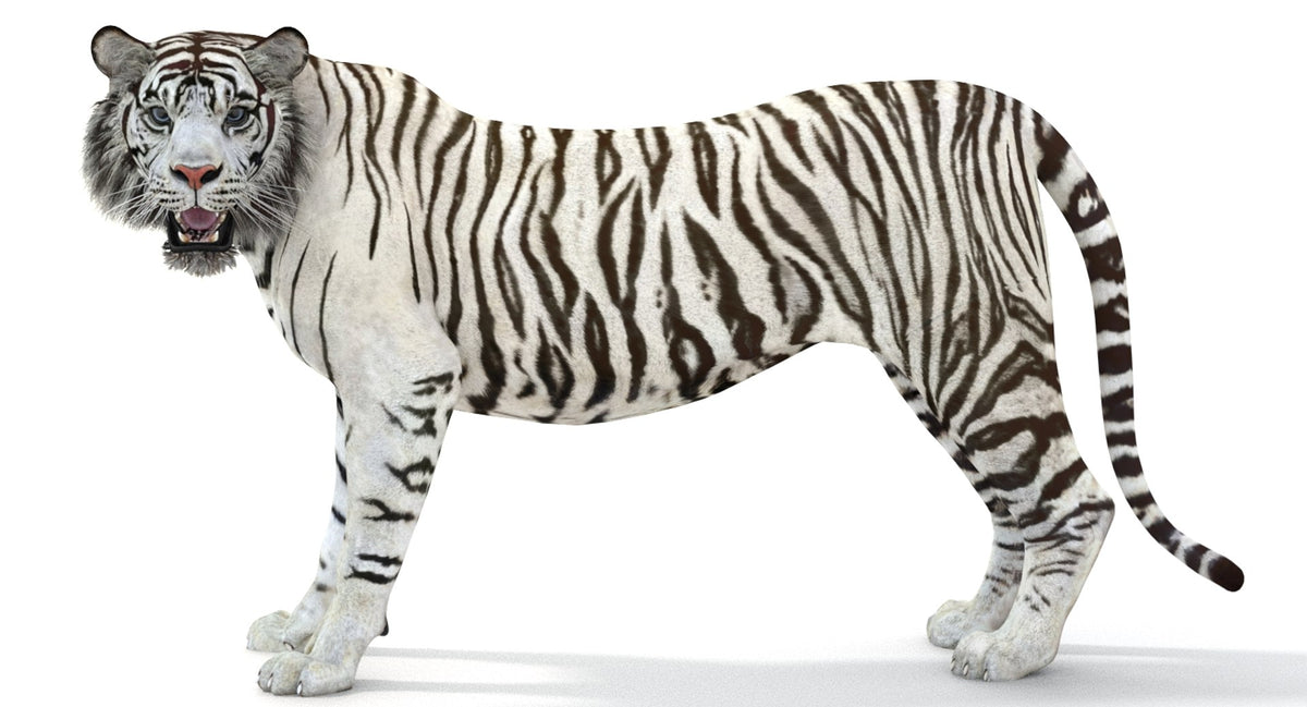 Rigged Sumatran White Tiger 3D Model