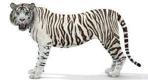 Rigged Sumatran White Tiger 3D Model Thumbnail
