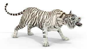 Rigged Sumatran White Tiger 3D Model Thumbnail