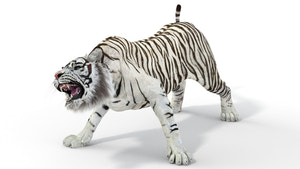 Rigged Sumatran White Tiger 3D Model Thumbnail