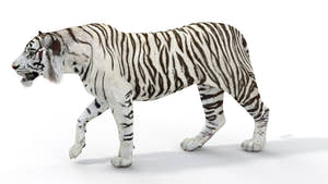 Rigged Sumatran White Tiger 3D Model Thumbnail