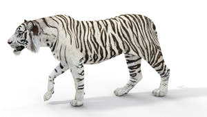 Rigged Sumatran White Tiger 3D Model Thumbnail