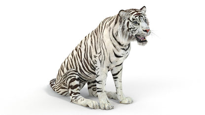 Rigged Sumatran White Tiger 3D Model