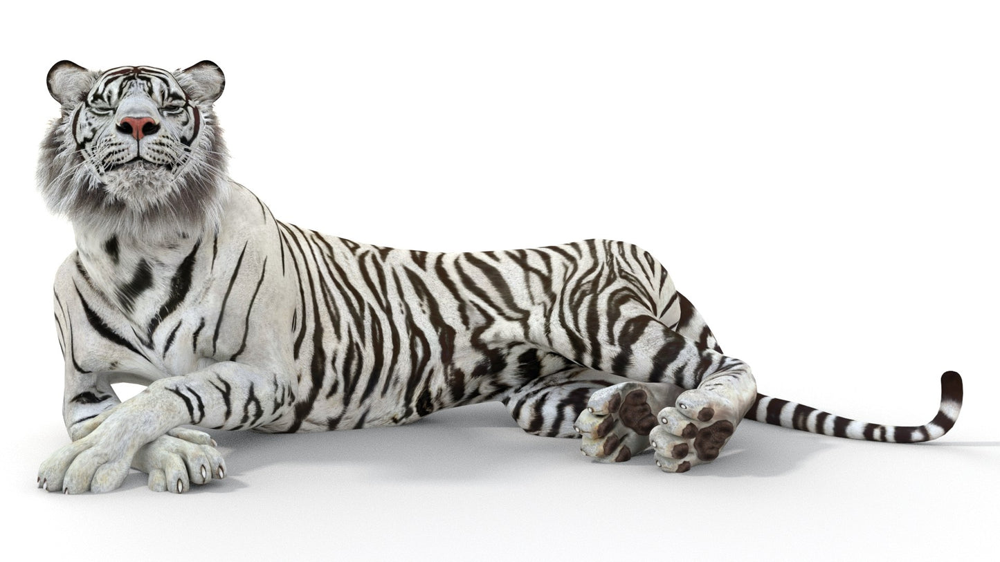 Rigged Sumatran White Tiger 3D Model