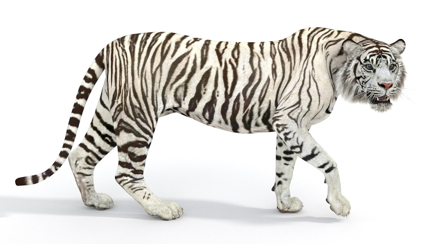 Rigged Sumatran White Tiger 3D Model