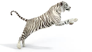 Rigged Sumatran White Tiger 3D Model Thumbnail