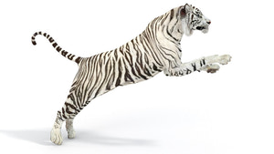 Rigged Sumatran White Tiger 3D Model Thumbnail