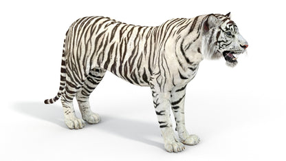 Rigged Sumatran White Tiger 3D Model
