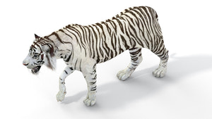 Rigged Sumatran White Tiger 3D Model Thumbnail