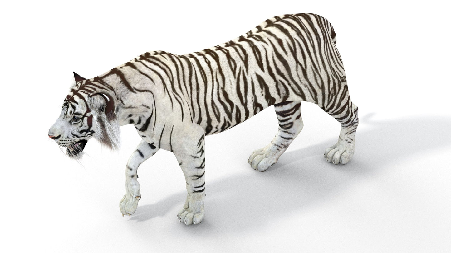 Rigged Sumatran White Tiger 3D Model