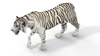 Rigged Sumatran White Tiger 3D Model