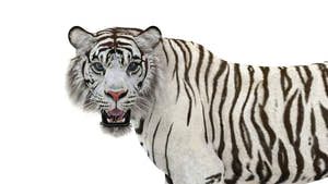 Rigged Sumatran White Tiger 3D Model Thumbnail