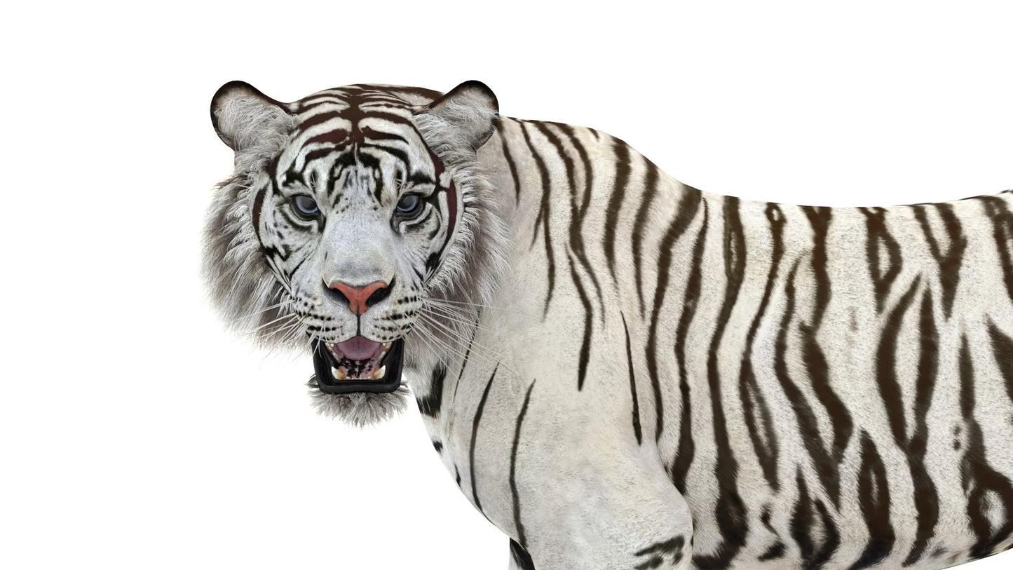 Rigged Sumatran White Tiger 3D Model