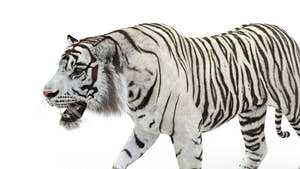 Rigged Sumatran White Tiger 3D Model Thumbnail