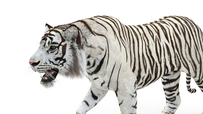 Rigged Sumatran White Tiger 3D Model
