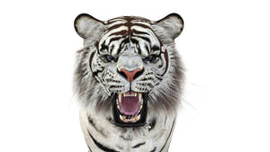 Rigged Sumatran White Tiger 3D Model Thumbnail