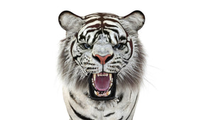 Rigged Sumatran White Tiger 3D Model Thumbnail