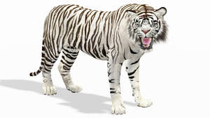 Rigged Sumatran White Tiger 3D Model Thumbnail
