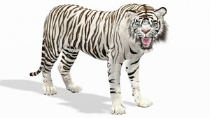 Rigged Sumatran White Tiger 3D Model Thumbnail
