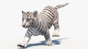 White tiger cub on a white background Thumbnail