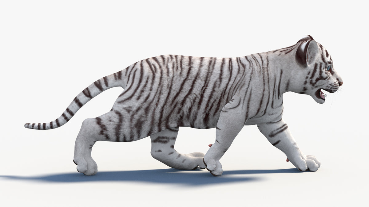 White Baby Tiger 3D Model Rigged
