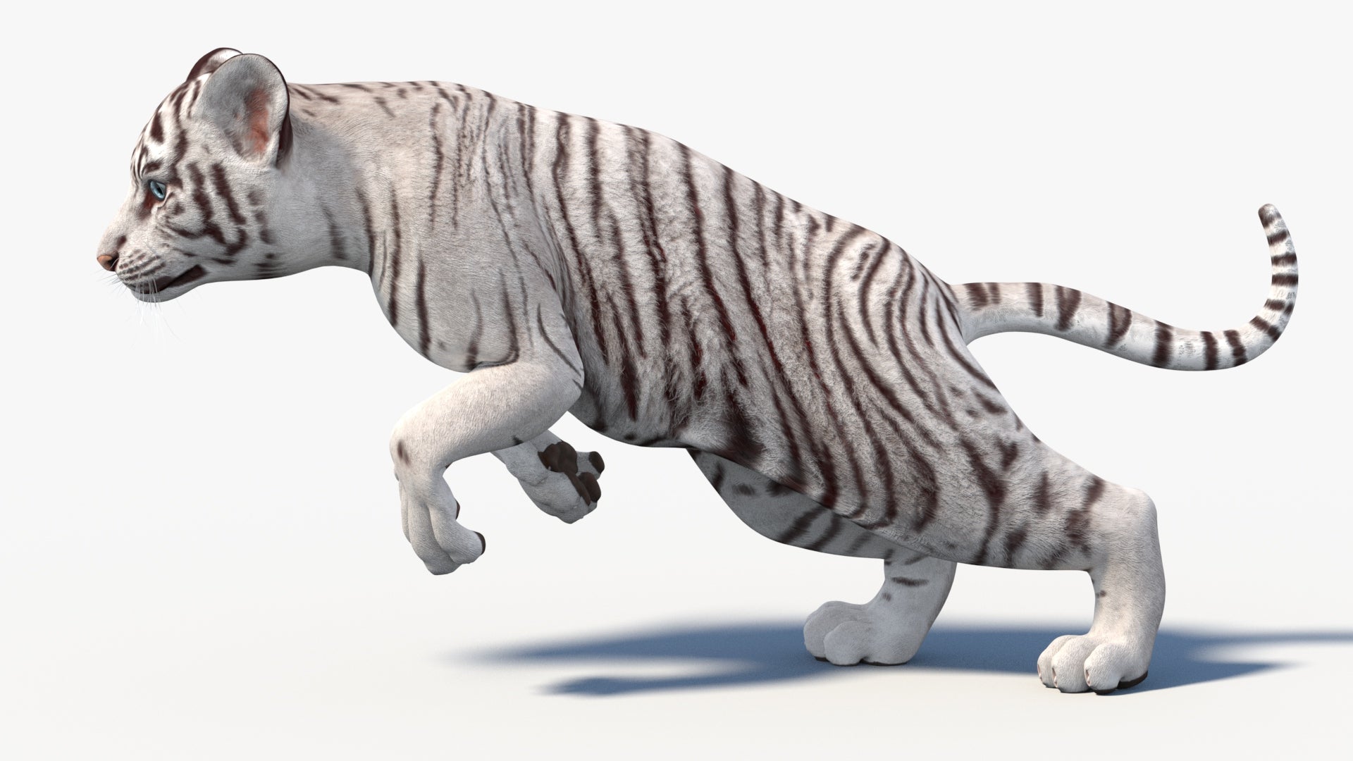 White Baby Tiger 3D Model Rigged